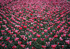 Arctic Red, een variëteit die John Mostert kweekt voor retail