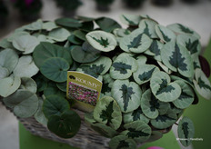 De verschillende bladkleuren van de Koumy® serie