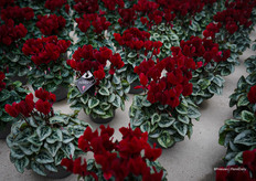 Tuxedo®, een cyclamen met zilverkleurig blad en magenta bloemen