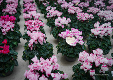 Victoria, een pre-introductie in de nieuwe Macaron®-serie: bekend om het kroontje bovenop de bloem