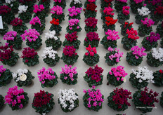 Macaron® mixen voor noordelijke en zuidelijke markten - met meer rode tinten nodig voor Spanje, Italië en Portugal dan voor Noord-Europa.