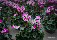 Origami®, voornamelijk voor de Aziatische markt