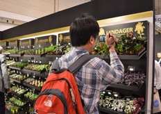 The mini Anthuriums of Lundager attract a lot of attention.
