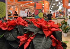 Dümmen Orange's Poinsettia's.