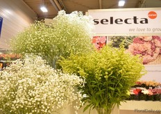 The gypsophila's of Selecta One.