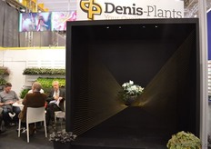 Again this years, the new hellebore 'Mon Blanc' of Denis-Plants was presented in a special way.