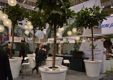 Nieuwkoop Europe, showing the public one with a high ceiling should definitely go for a couple of trees.