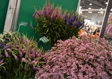 On top of the picture, the single head veronica of danziger grown in Ecuador. This variety reveived many attention as the Russians doe not seem to be familiar with this appearance. They are more used to the Veronica's on the right. On the right the Safora Oshi Pink, a new gypsophila variety.