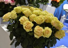 This variety (Marvel)of Royal DeRuiter attracted a lot of attention during the show.