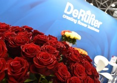 Another variety (Cupido) that attracted the attention: Cupido.