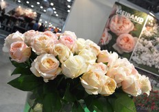 Angie Romantica of French rose breeder Meilland.