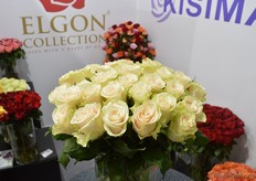 Charmant, a variety of German breeder Kordes, exclusively grown by Kenyan farm Mount Elgon Collection.