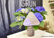 The new label of Pellens Hortensien with the recycling logo largely displayed. Also on the label, they explain that they have reduced their use of pesticides in production by 80% and that they installed solar panels. The label is a 100% cellulose label that can be thrown into the paper bin.