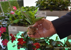 The dipladenia cuttings of Gruppo Padana. "We are strong in dipladenia cuttings. As they have a long cultivation period, they are well rooted so when a grower produce them, they will get a final product in a shorter time."