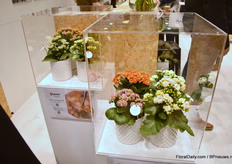 The kalanchoe novelties at Queen.