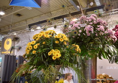 In the cut flower chrysanthemum assortment of Brandkamo is Manila Pink (upper right) a new variety. It is a filled flower with a green heart. According to Brandkamp's Jürgen von den Driesch, filled flowers with a green or dark heart (like Adana Orange on the left) are doing very will in the chrysanthemum cut flower assortment.