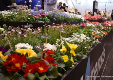 Colors popping at the booth of Florensis.