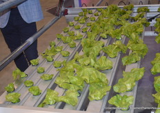 Jilles neemt ons mee naar een opstelling van het nieuwe automatische sla-systeem van HT Verboom