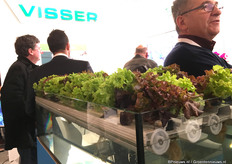 Het nieuwe hydroponic-systeem van Visser