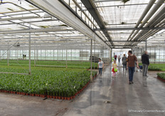  Op de andere locaties van De Groot worden ook nog diverse groene planten geteeld waaronder Alocasia, Dieffenbachia, Coffea, Ficus, Peperomia, Syngonium en perkgoed in pot. 