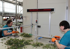 Stekken knippen van de Tunesie Roos