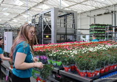 Handmatig worden verschillende soorten op 1 tray geplaatst