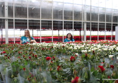 Rozen rozen en nog eens rozen