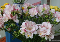 Freesia''s in alle kleuren