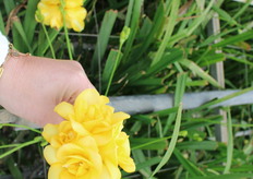 Marseille Dubbel geel