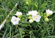 Versailes Dubbel wit