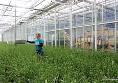 Zo worden ze geplukt