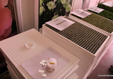 De groei fases met als begin zaad