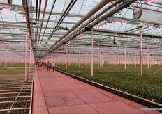 De verschillende groeistadia van Lisianthus waren duidelijk zichtbaar..