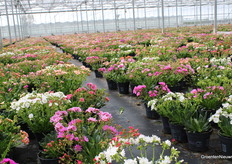 KIDK is het meest fotogenieke uitje van het jaar