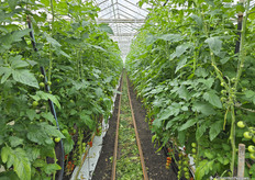 Viridis-Eco teelt aan de Prinsenweg dit jaar op bijna 4 hectare biologische tomaten. De planten zijn op 10 februari geplant. In de kas kom je cocktailtrostomaten, middeltrostomaten en cherrytomaten tegen.