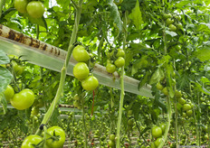 CO2-dosering voor de biodynamische tomaten