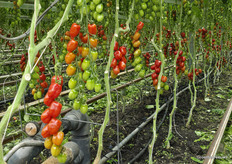 Steeds meer rassen zijn resistent, maar bij bepaalde specialties kiezen telers soms toch nog voor het best smakende ras, ook als de resistentie tegen ToBRFV ontbreekt.