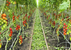 Om de grond gezond te houden wisselen de teelten van bio(dynamische) telers ieder jaar. Kwekerij F.J.J. de Koning heeft hiervoor de beschikking over 4 locaties.