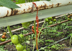 Feromoonverwarring helpt Tuta onder controle houden