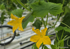 Van bloem tot komkommer, hoe lang duurt dat? Het was een van de veelgestelde vragen aan teler Remi van Greenyland.
