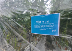 Biologische bestrijding gaat gepaard met indrukwekkende cijfers: 90.000 macrolophus in de tomatenteelt op locatie Greenforce van Bryte.