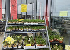 "Volgende week zaterdag 11 april extra drukte in verband met Kom in de Kas." Vers van Voorne was voorbereid.