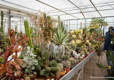 De privéverzameling van de familie Ubink