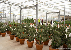 En bijna alles was te koop