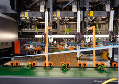 Tulpenbosmachine van Bercomex