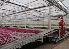 Het oogstproces is maximaal geautomatiseerd.