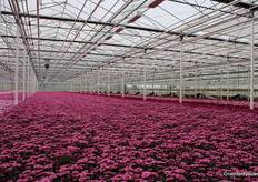 Ons werd verteld dat dit vak maandag wordt geoogst.