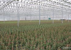 Fuchsia's zo ver je kon kijken.