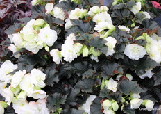 Begonia, begonia en nog eens begonia!!