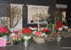 Mooie presentatie van Amaryllis in de hal van Deliflor.